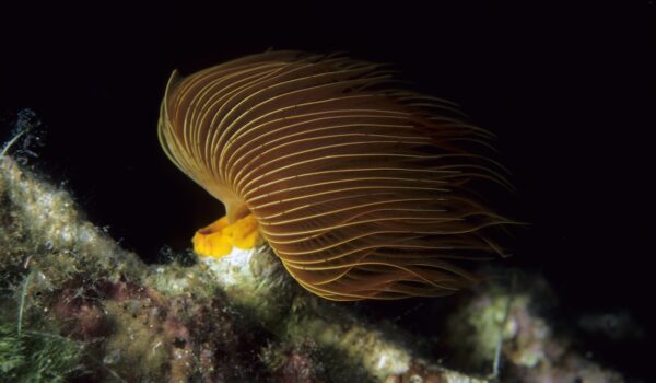 tube worm, protula tubularia, Vis island, Croatia, Adriatic Sea, Mediterranean