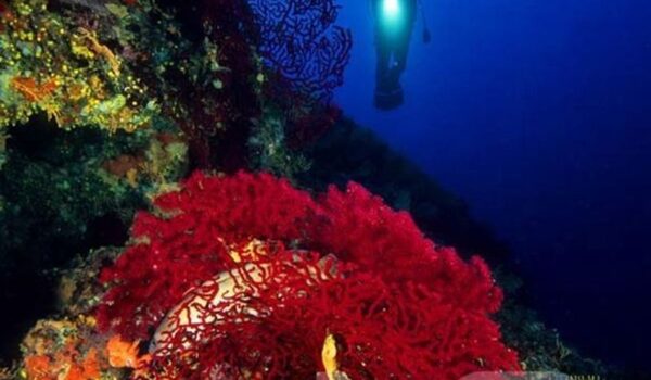 croatia-vis-island-gorgonia-seafan-diver-2-10-jpg-copia_result