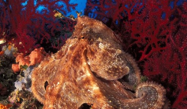 octopus, Octopus vulgaris, between red seafan, Paramuricea clavata, Vela Luka, Korcula Island, Croatia, Adriatic Sea, Mediterranean
